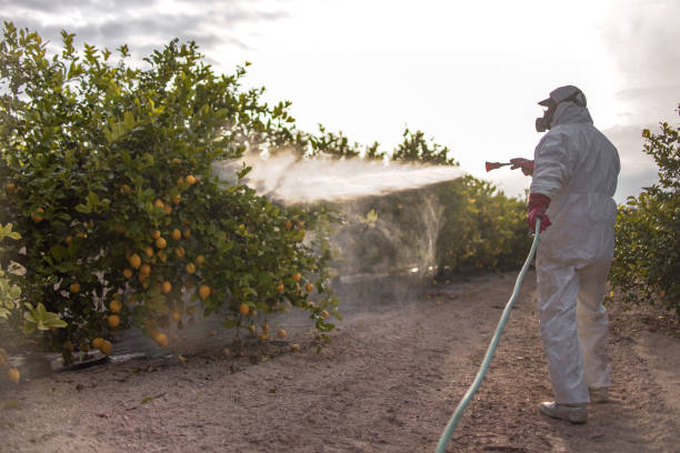 Best Termite Control Services  in Flagtown, NJ