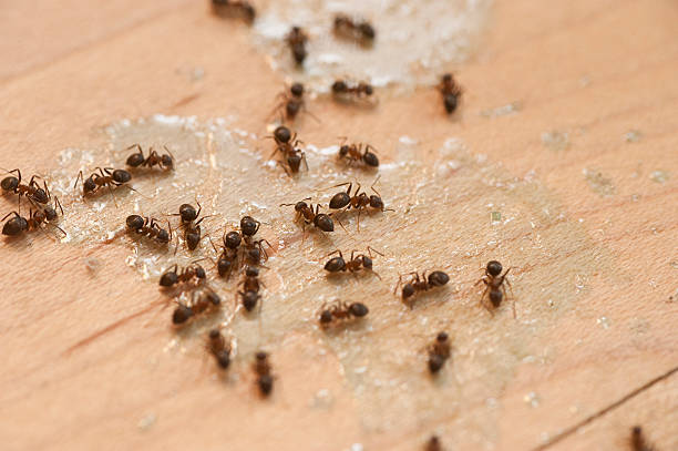 Best Emergency Pest Control  in Flagtown, NJ